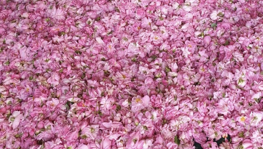 Eau de rose 10cl - Roellinger